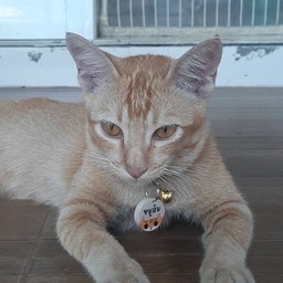 ค่าปลาทูให้หมูส้ม