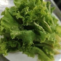 ผักกาดหอม