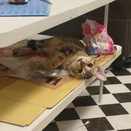 ร้านแฮชแท็ก X ก๋วยเตี๋ยวเรือหลานลุงแดง