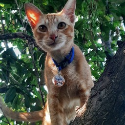 จกพุงหมูส้ม