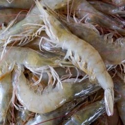 กุ้งขาว