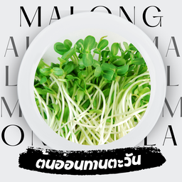 ต้นอ่อนทานตะวัน 40 กรัม