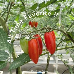 Solarino Tomato 500g.