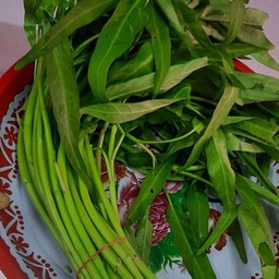 ผักบุ้ง