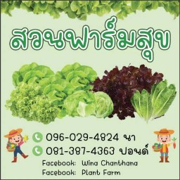 สลัดกลางซอยจ้า