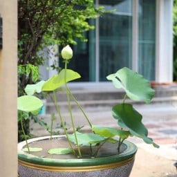 กะเพรา ข้าวผัด ตามสั่ง 🩵ครัวในบ้าน ม่านชมพู🩷203 203
