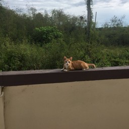 เฮง เฮง ขาหมู หมู่บ้านนาบัว ซ.7