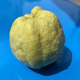 ฝรั่งลูก