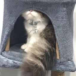 สปาเก็ตตี้โฮม สวรรค์ของมนุษย์เส้นเลิฟเวอร์