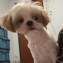 ทิปน้อนคุ้กกี้ตัดผมบ๊อบ