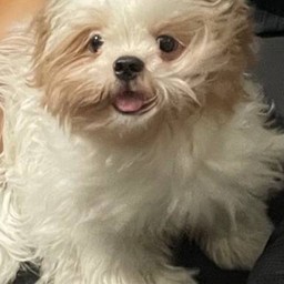 ทิปน้อนคุ้กกี้ตอนไว้ผมยาว