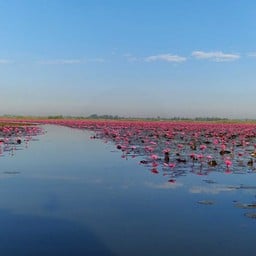 Red Lotus Sea