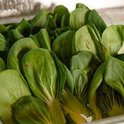 กวางตุ้งฮ่องเต้1ขีด