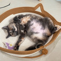 ทิปแมวมูมู่