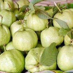 ฝรั่งกิมจู (1 กิโลกรัม)