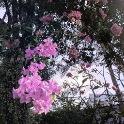 บ้านพ่อ ครัวแม่ ร้านลูก