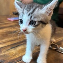 ผมชื่อ ส้มตำคับ