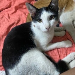 ผมชื่อ ต้มแซ่บคับ