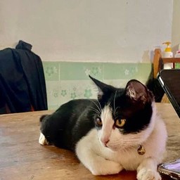 ผมชื่อ ต้มขมคับ