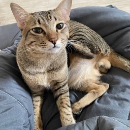 ทิปแมวมาร์แชล