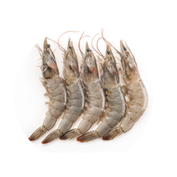 กุ้งขาว