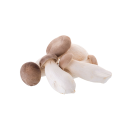 เห็ดนางรมหลวง