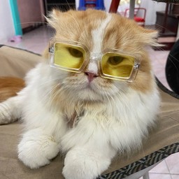 เกี่ยมฉ่ายแมวส้มขี้บ่น