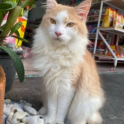 กะหล่ำแมวยักษ์