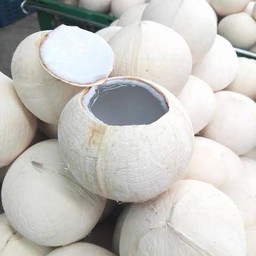 มะพร้าวเผาอ่อน1ลูกแช่เย็น