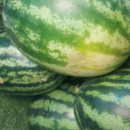 แตงใม ใบใหย่