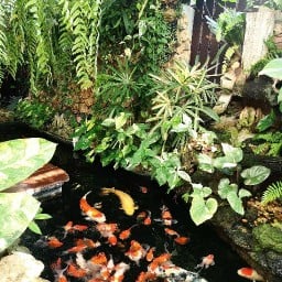 Non's Garden Cafe' -