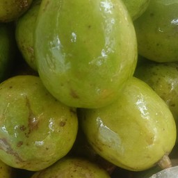 มะกอกน้ำ 1กิโล