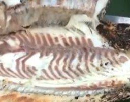 ปลานิลเผาเกลือ