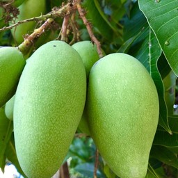 ตำมะม่วงล้วนปลาร้า (ไม่ใส่ปู)