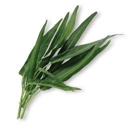 ผักบุ้ง