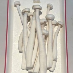 เห็ดชิเมจิขาว