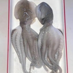 หมึกสาย