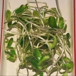 ต้นอ่อนทานตะวัน