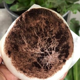 เปาเห็ดสามสหาย