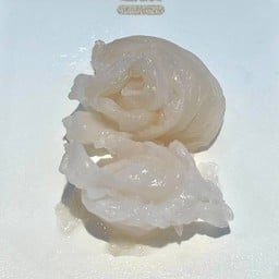 แมงกะพรุน