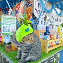 ทิชา กาแฟสด