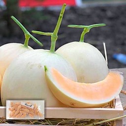 แคนตาลูป1ชิ้นแช่เย็น