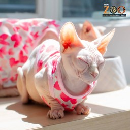 น้องกระเป๋า SPHINX