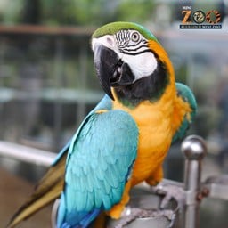 น้องพอลล่า BLUE & YELLOW MACAW