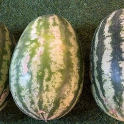 Watermelon 4kg