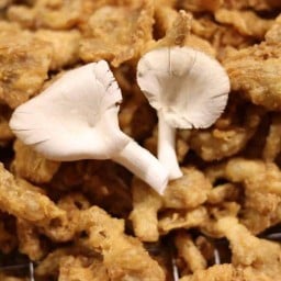 ผักแซ่บ(โคยกี๊) สาขาทุ่งปอ2 แยกดอนแจง