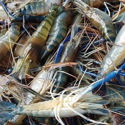 กุ้งสดครึ่งกิโล(M)