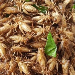 เจ้ตา  กับแกล้มซิ่ง