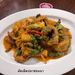 ผัดเผ็ด ปลาช่อนนา