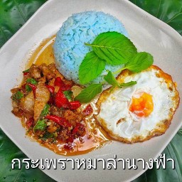 กระเพราหมาล่านางฟ้า กระเพราหมาล่านางฟ้า